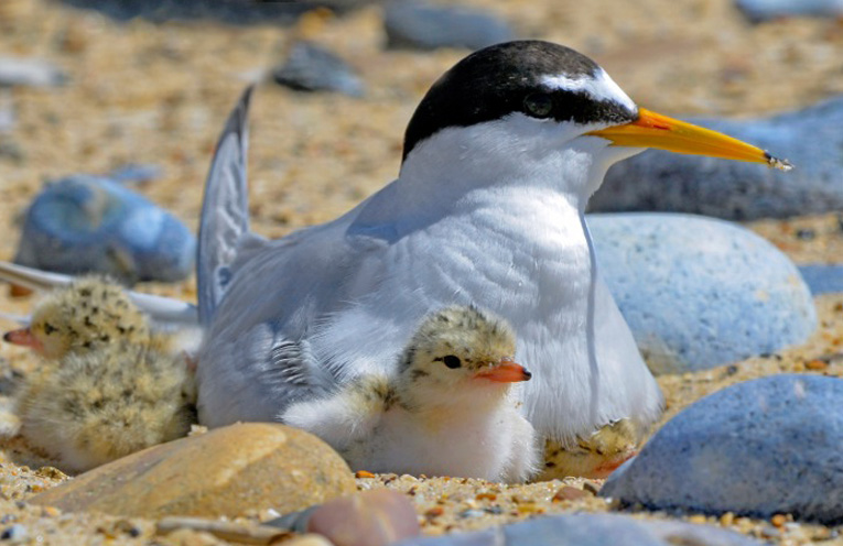 WINDA WOPPA: Cheeky Little Chicks.