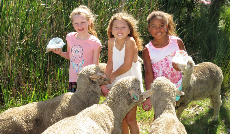 Danielle, Tegan and Nyasha feed the sheep at Lucy Land Merino Farm. 