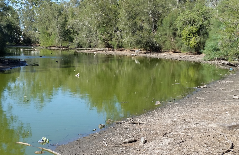 Ross Walbridge Reserve Raymond Terrace, showing the blue-green algal. 