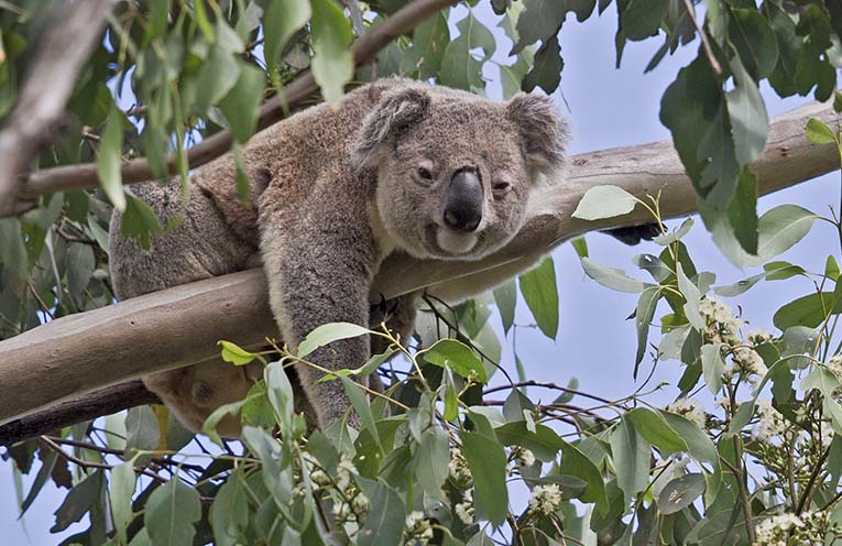 Hope the Koala - Sat, May 23 12:30PM at Livermore