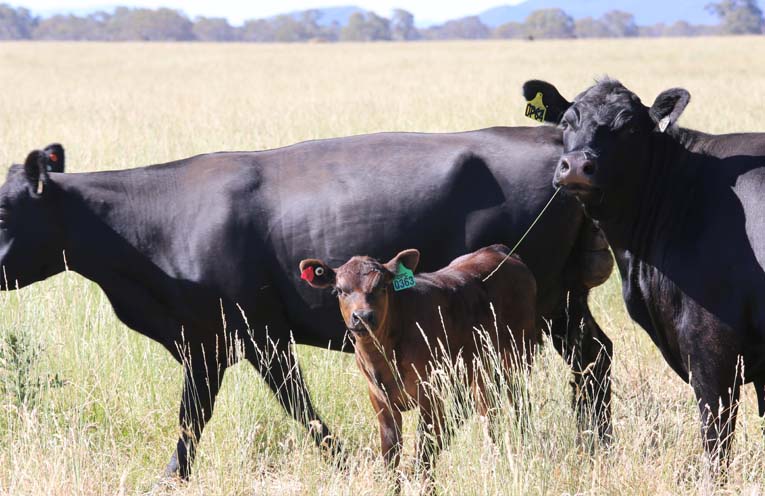 Australia s Cattle Herd To Reach Largest Size In Nearly A Decade News 